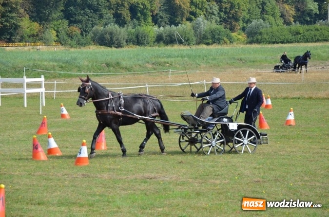Zdjęcie w galerii na portalu naszwodzislaw.com: Widowiskowe zawody w powożeniu zaprzęgami konnymi za nami wiadomości z regionu