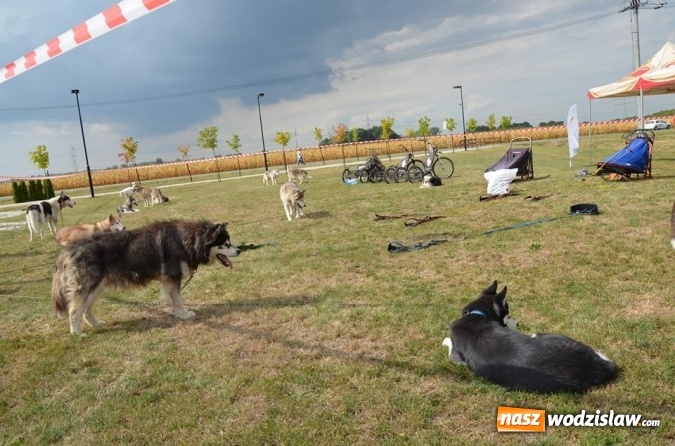 Zdjęcie w galerii na portalu naszwodzislaw.com: Widowiskowe zawody w powożeniu zaprzęgami konnymi za nami wiadomości z regionu