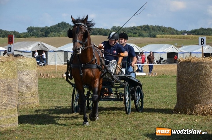 Zdjęcie w galerii na portalu naszwodzislaw.com: Widowiskowe zawody w powożeniu zaprzęgami konnymi za nami wiadomości z regionu