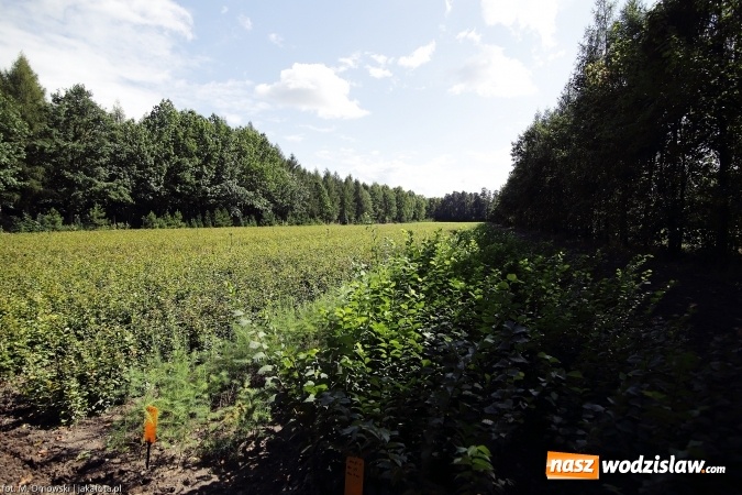 Zdjęcie w galerii na portalu naszwodzislaw.com: Górny Śląsk zmienia swoje oblicze - śluza i lasy w Rudzińcu wiadomości z regionu