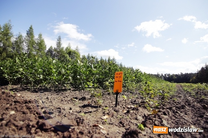 Zdjęcie w galerii na portalu naszwodzislaw.com: Górny Śląsk zmienia swoje oblicze - śluza i lasy w Rudzińcu wiadomości z regionu