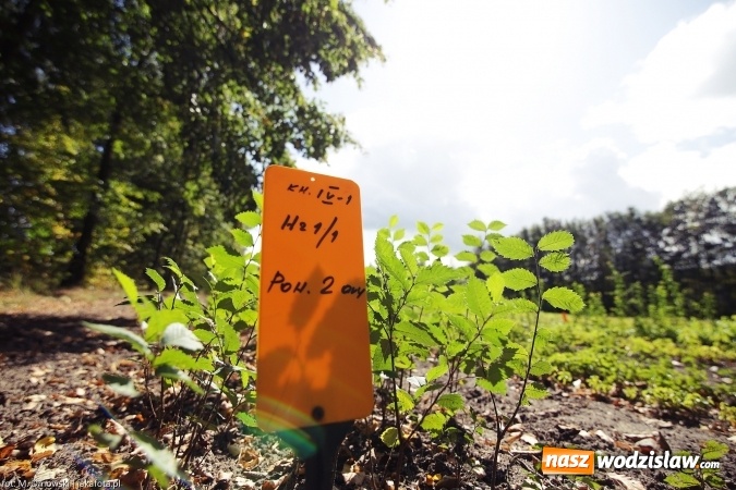 Zdjęcie w galerii na portalu naszwodzislaw.com: Górny Śląsk zmienia swoje oblicze - śluza i lasy w Rudzińcu wiadomości z regionu