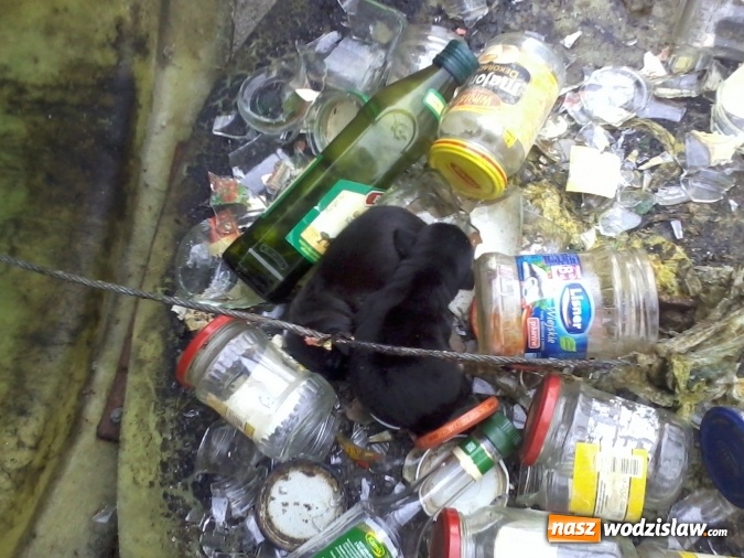 Zdjęcie w galerii na portalu naszwodzislaw.com: Psy wyrzucone do... kosza ze szkłem! Uratowali je strażnicy miejscy wiadomości z regionu