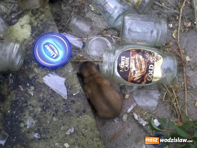 Zdjęcie w galerii na portalu naszwodzislaw.com: Psy wyrzucone do... kosza ze szkłem! Uratowali je strażnicy miejscy wiadomości z regionu