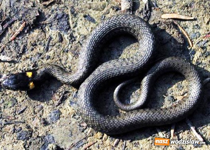 Zdjęcie w galerii na portalu naszwodzislaw.com: Wąż na terenie Szkoły Podstawowej numer 3 w Radlinie. Sprawą zajęli się Strażnicy Miejscy  wiadomości z regionu