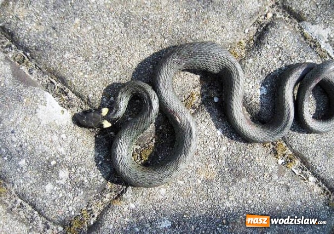 Zdjęcie w galerii na portalu naszwodzislaw.com: Wąż na terenie Szkoły Podstawowej numer 3 w Radlinie. Sprawą zajęli się Strażnicy Miejscy  wiadomości z regionu