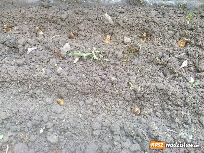 Zdjęcie w galerii na portalu naszwodzislaw.com: Wodzisławskie przedszkole nr 16 przyłączyło się do międzynarodowej akcji hospicyjnej wiadomości z regionu