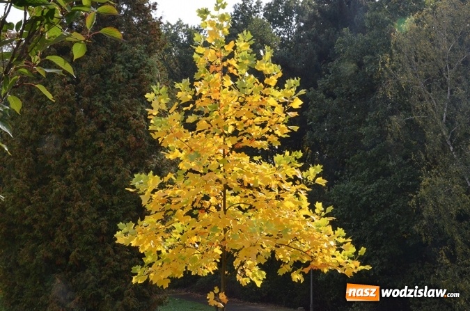 Zdjęcie w galerii na portalu naszwodzislaw.com: 100 milionów z Funduszu na ochronę różnorodności biologicznej wiadomości z regionu