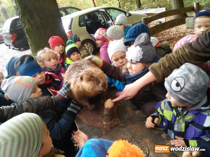 Zdjęcie w galerii na portalu naszwodzislaw.com: Wycieczka do jesiennego lasu dzieci z przedszkola nr 1 w Pszowie  wiadomości z regionu