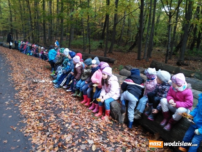 Zdjęcie w galerii na portalu naszwodzislaw.com: Wycieczka do jesiennego lasu dzieci z przedszkola nr 1 w Pszowie  wiadomości z regionu