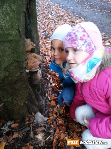 Zdjęcie w galerii na portalu naszwodzislaw.com: Wycieczka do jesiennego lasu dzieci z przedszkola nr 1 w Pszowie  wiadomości z regionu