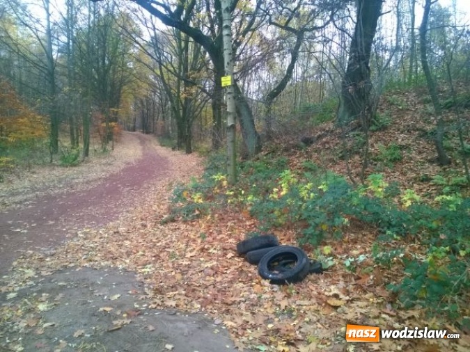 Zdjęcie w galerii na portalu naszwodzislaw.com:  Wzrosła ilość dzikich wysypisk   wiadomości z regionu