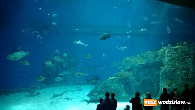 Zdjęcie w galerii na portalu naszwodzislaw.com: Uczniowie z G3 zawitali do Danii  wiadomości z regionu