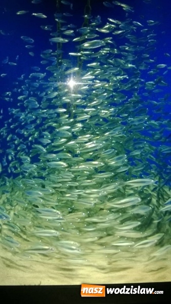 Zdjęcie w galerii na portalu naszwodzislaw.com: Uczniowie z G3 zawitali do Danii  wiadomości z regionu