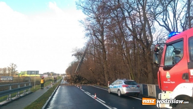 Zdjęcie w galerii na portalu naszwodzislaw.com: Wiatr przyczyną utrudnień na drodze wiadomości z regionu