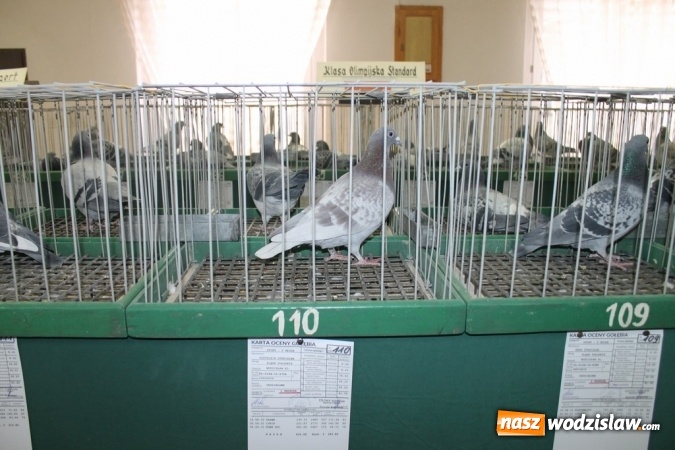 Zdjęcie w galerii na portalu naszwodzislaw.com: Zimowe sukcesy marklowickich hodowców gołębi pocztowych  wiadomości z regionu