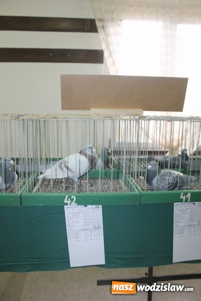 Zdjęcie w galerii na portalu naszwodzislaw.com: Zimowe sukcesy marklowickich hodowców gołębi pocztowych  wiadomości z regionu