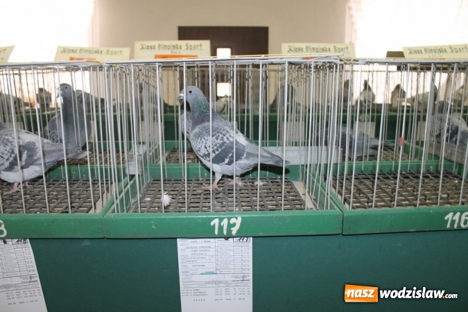Zdjęcie w galerii na portalu naszwodzislaw.com: Zimowe sukcesy marklowickich hodowców gołębi pocztowych  wiadomości z regionu