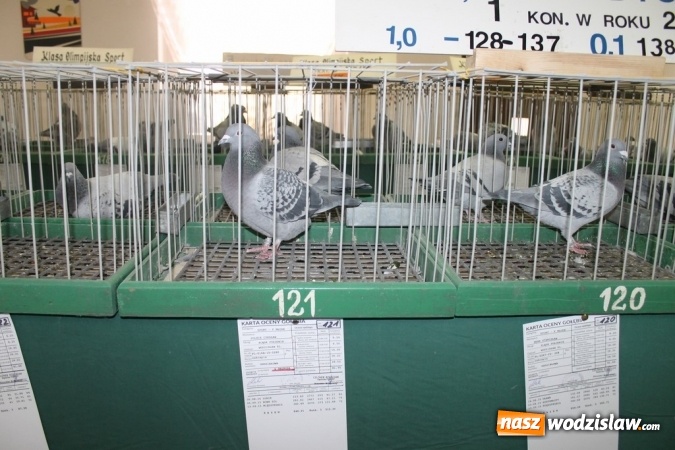 Zdjęcie w galerii na portalu naszwodzislaw.com: Zimowe sukcesy marklowickich hodowców gołębi pocztowych  wiadomości z regionu
