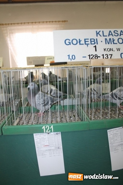Zdjęcie w galerii na portalu naszwodzislaw.com: Zimowe sukcesy marklowickich hodowców gołębi pocztowych  wiadomości z regionu