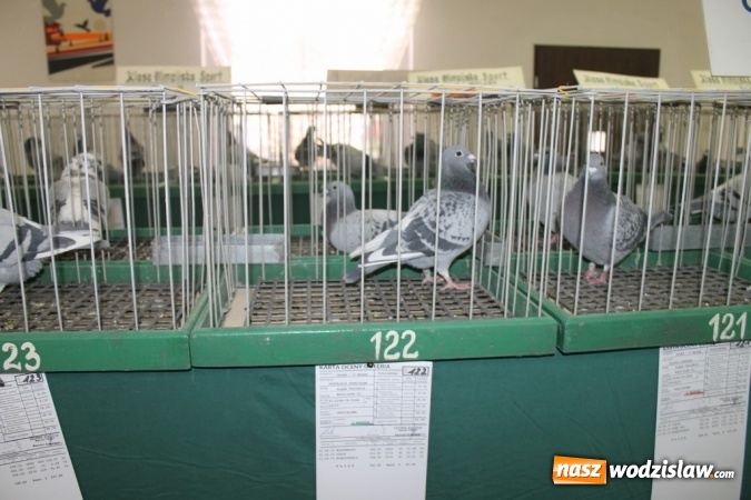 Zdjęcie w galerii na portalu naszwodzislaw.com: Zimowe sukcesy marklowickich hodowców gołębi pocztowych  wiadomości z regionu