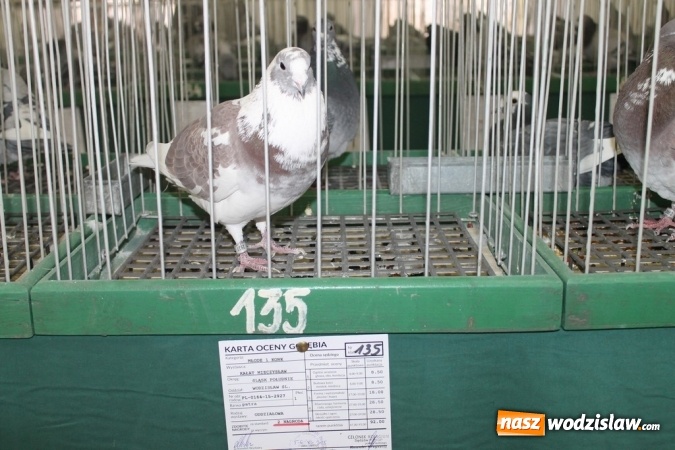Zdjęcie w galerii na portalu naszwodzislaw.com: Zimowe sukcesy marklowickich hodowców gołębi pocztowych  wiadomości z regionu