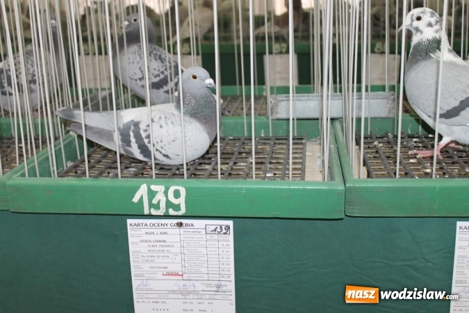 Zdjęcie w galerii na portalu naszwodzislaw.com: Zimowe sukcesy marklowickich hodowców gołębi pocztowych  wiadomości z regionu