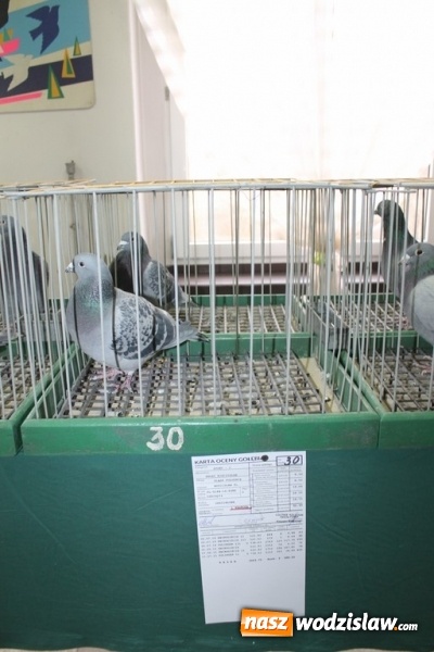 Zdjęcie w galerii na portalu naszwodzislaw.com: Zimowe sukcesy marklowickich hodowców gołębi pocztowych  wiadomości z regionu