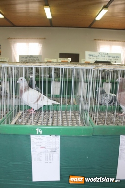 Zdjęcie w galerii na portalu naszwodzislaw.com: Zimowe sukcesy marklowickich hodowców gołębi pocztowych  wiadomości z regionu