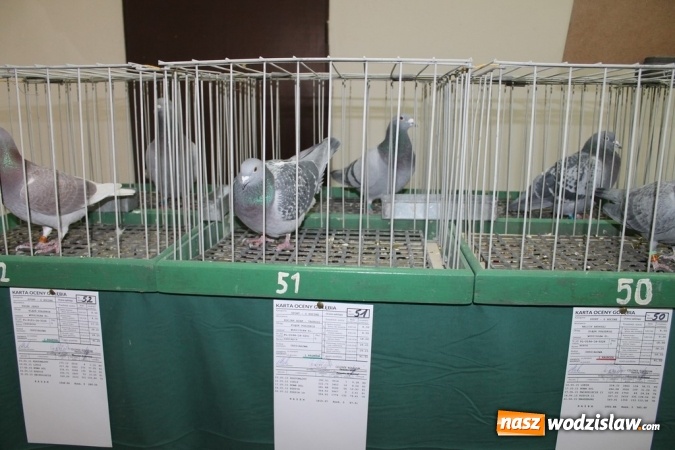 Zdjęcie w galerii na portalu naszwodzislaw.com: Zimowe sukcesy marklowickich hodowców gołębi pocztowych  wiadomości z regionu
