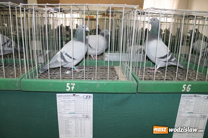 Zdjęcie w galerii na portalu naszwodzislaw.com: Zimowe sukcesy marklowickich hodowców gołębi pocztowych  wiadomości z regionu
