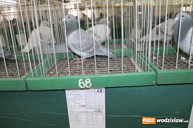 Zdjęcie w galerii na portalu naszwodzislaw.com: Zimowe sukcesy marklowickich hodowców gołębi pocztowych  wiadomości z regionu