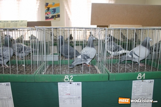 Zdjęcie w galerii na portalu naszwodzislaw.com: Zimowe sukcesy marklowickich hodowców gołębi pocztowych  wiadomości z regionu