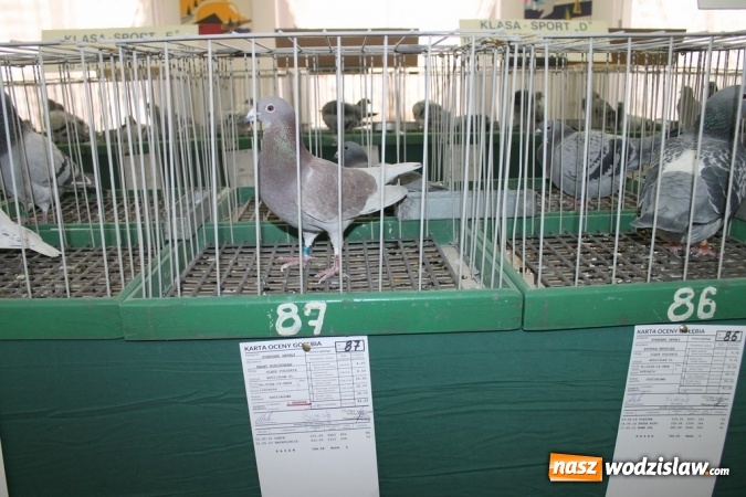 Zdjęcie w galerii na portalu naszwodzislaw.com: Zimowe sukcesy marklowickich hodowców gołębi pocztowych  wiadomości z regionu