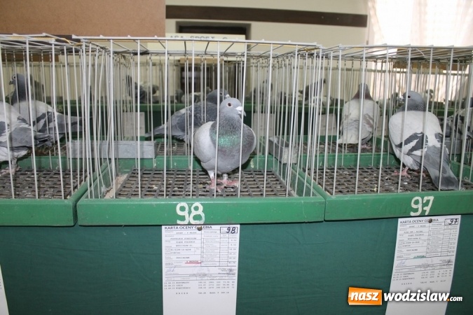 Zdjęcie w galerii na portalu naszwodzislaw.com: Zimowe sukcesy marklowickich hodowców gołębi pocztowych  wiadomości z regionu