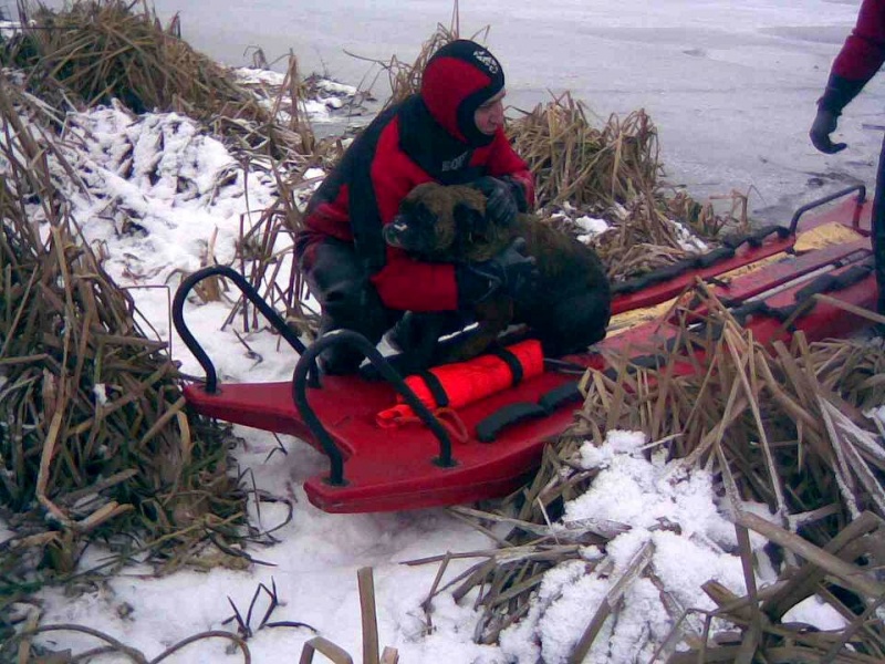 Zdjęcie w galerii na portalu naszwodzislaw.com: Dramat tonącego psa (foto) wiadomości z regionu