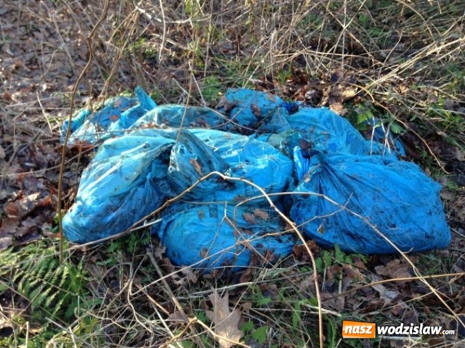 Zdjęcie w galerii na portalu naszwodzislaw.com: Dzikie wysypiska śmieci - podsumowanie akcji wiadomości z regionu
