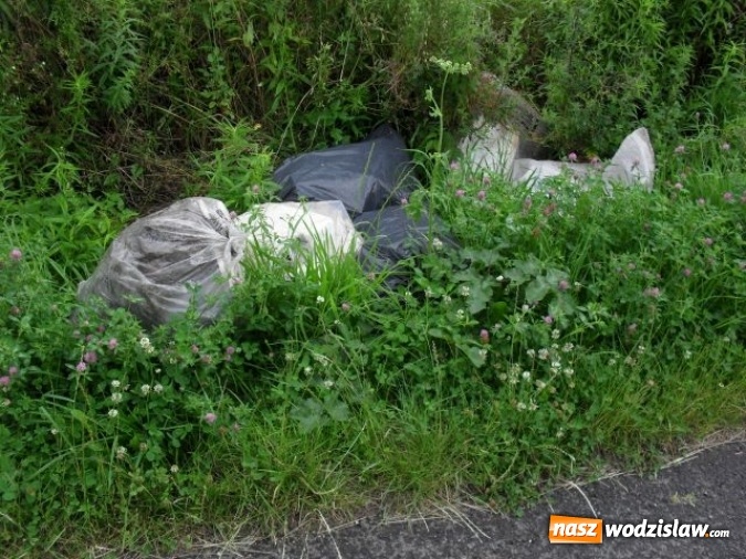Zdjęcie w galerii na portalu naszwodzislaw.com: Dzikie wysypiska śmieci - podsumowanie akcji wiadomości z regionu