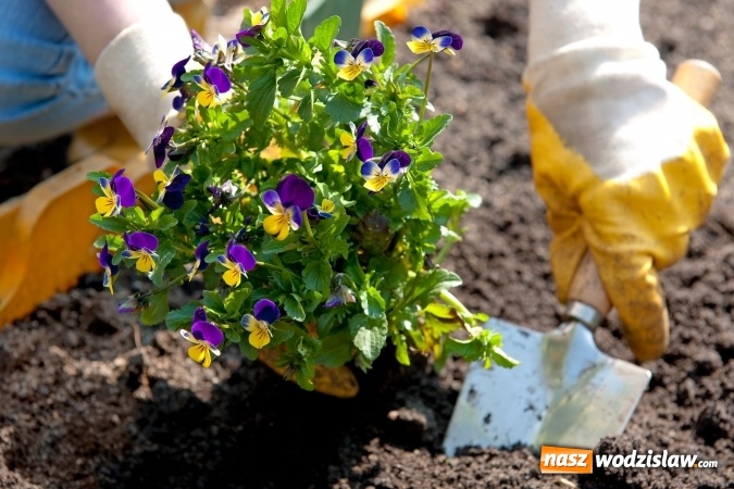 Zdjęcie w galerii na portalu naszwodzislaw.com: Zmień blokowisko w piękny zakątek - rusza kolejna edycja konkursu Zielona Ławeczka wiadomości z regionu
