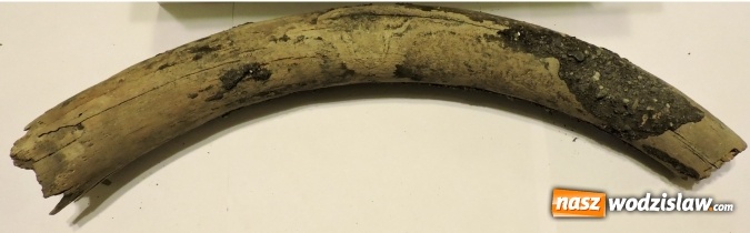 Zdjęcie w galerii na portalu naszwodzislaw.com: Nowe, sensacyjne znaleziska mamutów - Wodzisław - Syrynia wiadomości z regionu