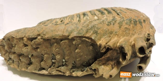 Zdjęcie w galerii na portalu naszwodzislaw.com: Nowe, sensacyjne znaleziska mamutów - Wodzisław - Syrynia wiadomości z regionu