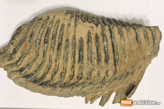 Zdjęcie w galerii na portalu naszwodzislaw.com: Nowe, sensacyjne znaleziska mamutów - Wodzisław - Syrynia wiadomości z regionu