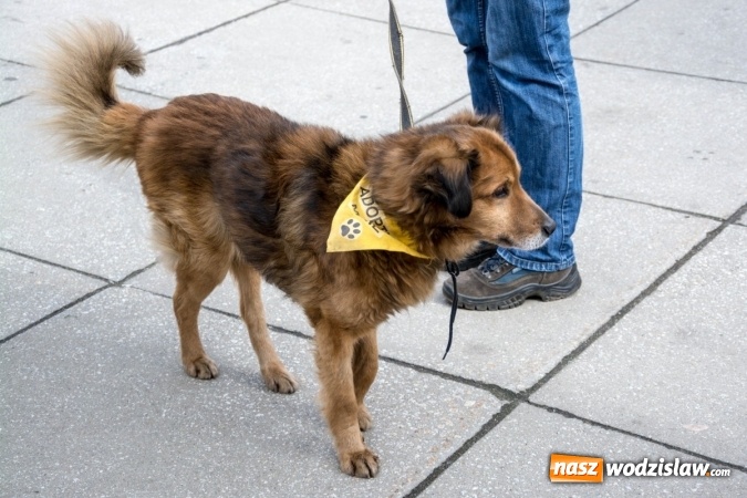 Zdjęcie w galerii na portalu naszwodzislaw.com: Za nami kolejny Festiwal Organizacji Pozarządowych wiadomości z regionu