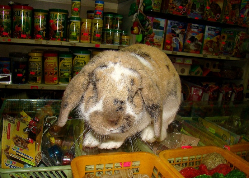 Zdjęcie w galerii na portalu naszwodzislaw.com: Żywy prezent czasem wraca wiadomości z regionu