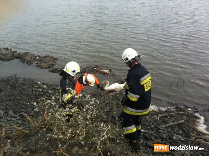 Zdjęcie w galerii na portalu naszwodzislaw.com: Lubomscy strażacy ratowali łabędzia wiadomości z regionu