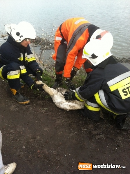 Zdjęcie w galerii na portalu naszwodzislaw.com: Lubomscy strażacy ratowali łabędzia wiadomości z regionu