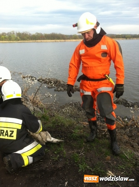 Zdjęcie w galerii na portalu naszwodzislaw.com: Lubomscy strażacy ratowali łabędzia wiadomości z regionu