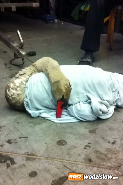 Zdjęcie w galerii na portalu naszwodzislaw.com: Lubomscy strażacy ratowali łabędzia wiadomości z regionu