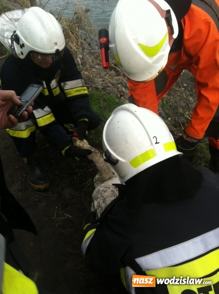 Zdjęcie w galerii na portalu naszwodzislaw.com: Lubomscy strażacy ratowali łabędzia wiadomości z regionu