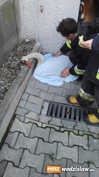 Zdjęcie w galerii na portalu naszwodzislaw.com: Lubomscy strażacy ratowali łabędzia wiadomości z regionu
